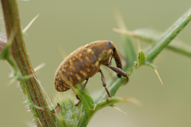 Larinus sp. di colore rossastro